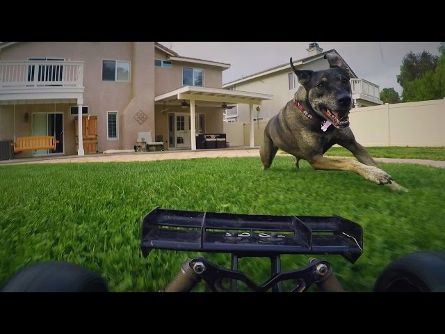 Radio Controlled Chase Toy Gives Dogs a Workout at 20 mph!