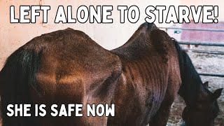 SHOCKING NEW RESCUE CASE | Tenerife Horse Rescue