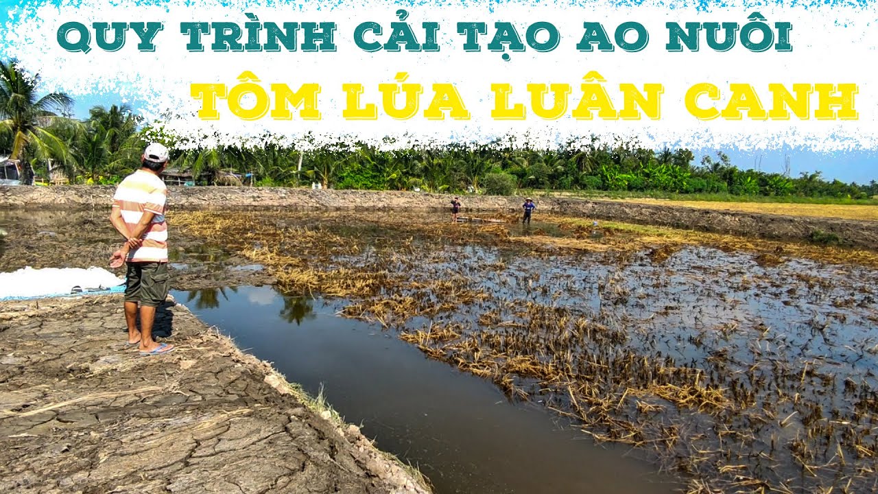 Quy Trình Cải Tạo Ao Nuôi - Tôm Lúa Luân Canh | Tôm Giống Gia Hóa Bình Minh | 1900.86.68.69
