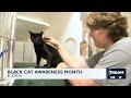 Changing minds about black cats