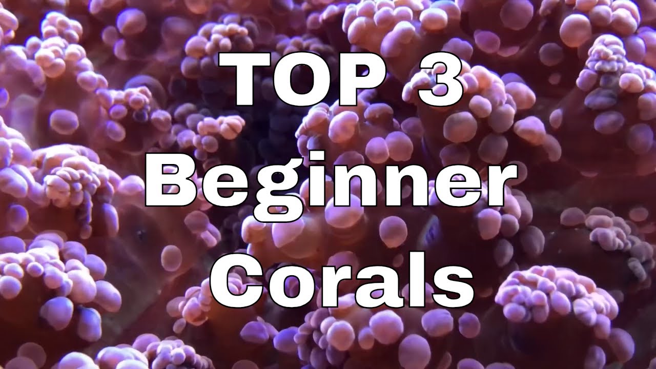 My TOP 3 Beginner Corals for a Marine / Saltwater aquarium YouTube