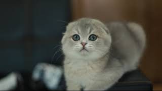 Blue Golden Scottish Fold Gorgeous round head! by Ellies Cats 2,807 views 5 years ago 34 seconds