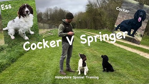 Cocker vs Springer: Which Spaniel is Right for You?