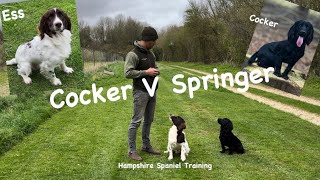 Differences between a Cocker and a Springer spaniel