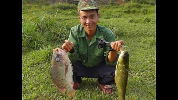 NÁ CAO SU BẮN CÁ RÔ PHI SIÊU KHỦNG (Hunting fish)