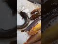 #fishing #shortsfeed #short#fishingvlog