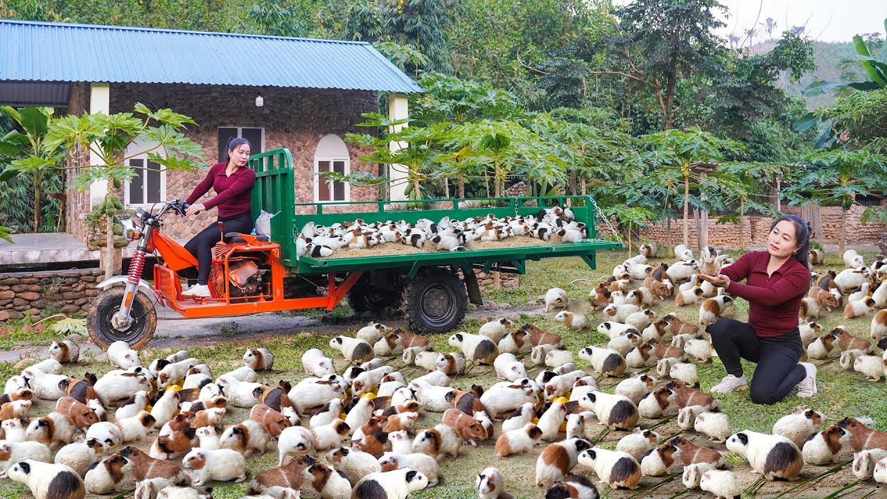 Save Money Buy New 3-Wheeled Truck -- Harvesting A Lot Of Guinea Pig Go To Countryside Market Sell