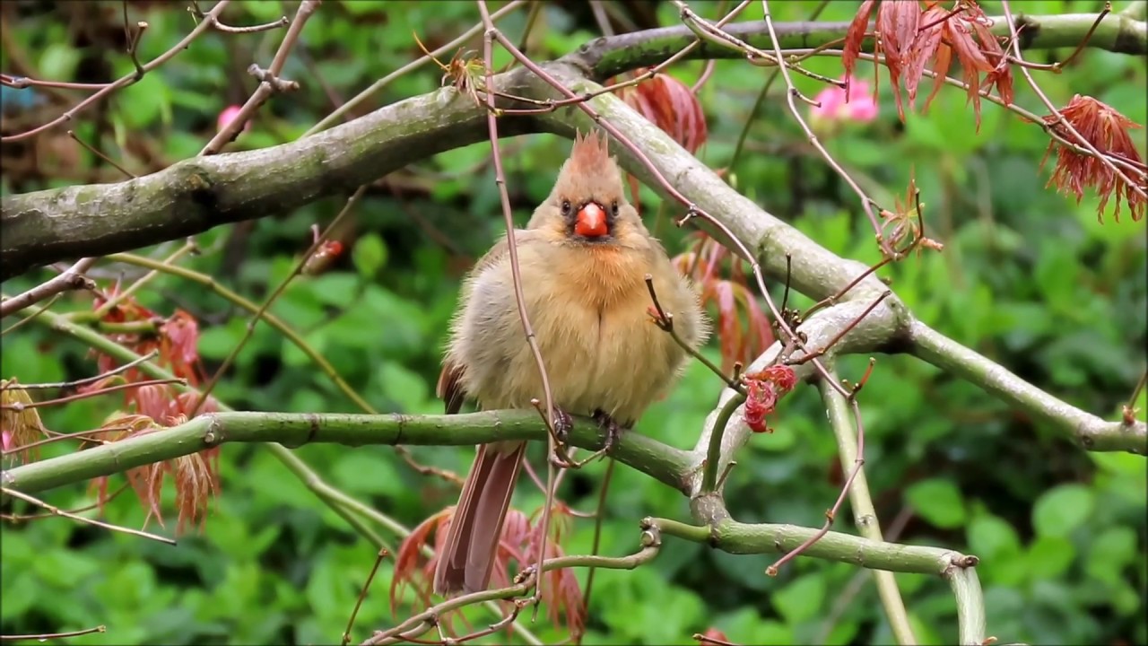 A Female Northern Cardinal Singing And A Male Too Youtube