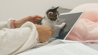 A Baby Kitten's Cute Behavior When You Work at Home