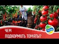 КАК ПОДКАРМЛИВАТЬ ТОМАТЫ ЛЕТОМ? // ОРГАНИЧЕСКАЯ ПОДКОРМКА ТОМАТОВ