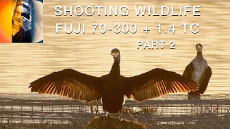 Shooting Wildlife Fujinon 70 300 + 1.4 TC Part 2