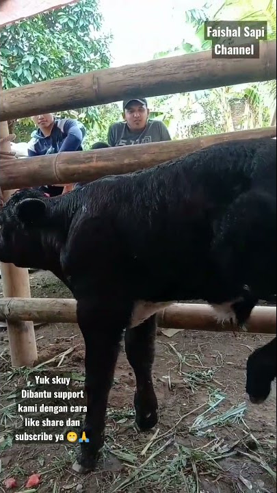 Idaman 🥰 Indukan Simmental Super dan Pedet Belgian Blue Super #sapi #simental #shorts #shortvideo