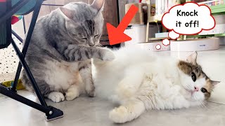 Cute Cat *KISS* Grumpy Cat 😅 by Lion City Cats  196 views 1 year ago 3 minutes, 5 seconds