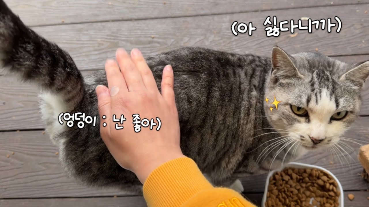 싫다더니 엉덩이가 먼저 반응하는 고양이🍑