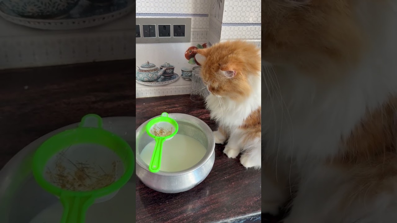 Billu ji ka dudh wala #billu #youtubeshorts #rashidbillu #cat #billucomedy #catcomedy #catvideos Billu ji ka dudh wala #billu #youtubeshorts #rashidbillu #cat #billucomedy #catcomedy #catvideos