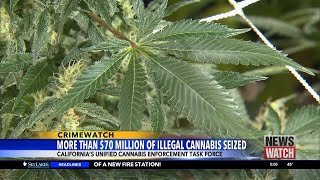 California seized over $70 million in illegal cannabis since July, governor says