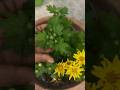 किसी भी पौधे में ज्यादा फुल पानी के लिए एक काम जरुर करें||#garden #natural #viral #youtubeshorts