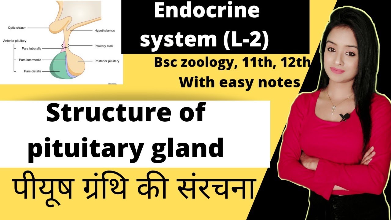 Endocrine system (L-2), structure of pituitary gland in hindi ...