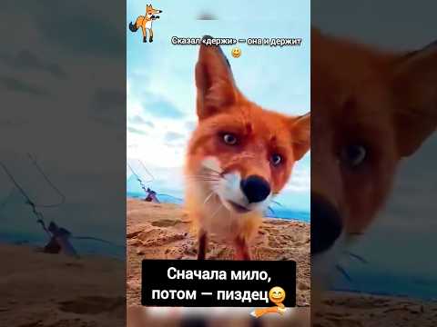 Лиса в Деле😀 #юмор #прикол#смешноевидео#смех#смешно #ржач#приколы #comedy#лиса#животные#обман#fox#a