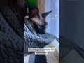 Finger and Cat 🐈 . Smart cat and smart decision 🥳 #sphynxcat #challenge #myday #funnycats #shorts