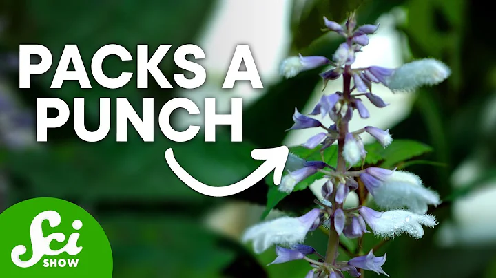 Why Salvia is One of the Strongest Psychedelics on...