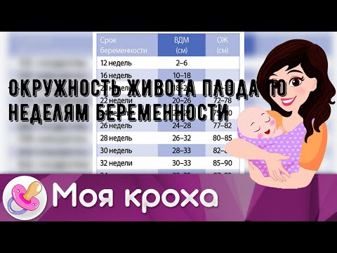 Окружность живота плода по неделям беременности