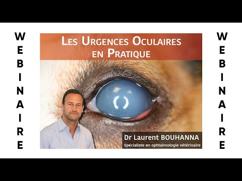 Vidéo: Traiter La Sécheresse Oculaire Chez Le Chien - Soins Vétérinaires Dans Un Pays Du Tiers Monde