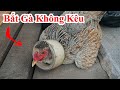 Cách Bắt Gà Không Kêu - Mẹo Bắt Gà Lấy Trứng Gà Không Bị Mổ / Gà Kỵ Mùi Con Gì Nhất . catch chicken