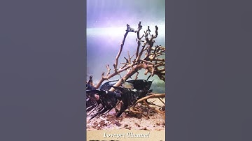 Cá ông tiên và cá dạ quang cánh buồm^angelfish and glowfish ^ shorts