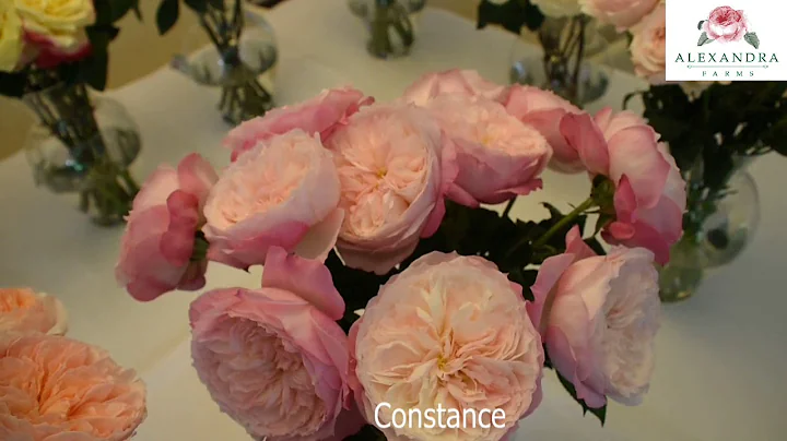 Constance (Austruss) Garden Rose