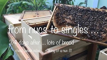 from nucs to singles step by step follow up