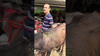 25 ലിറ്റർ പാൽ വരെ കിട്ടുന്ന എരുമകൾ kuthiran murrah farm