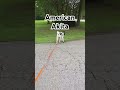 Daily Walk With My Akita @ The Park....#shorts #Akita #rvliving #ljandoree