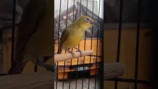 pleci Ngriwik #short