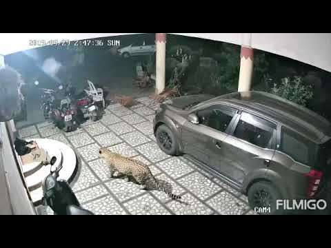 leopard attacked a dog in the house, леопард напал на собаку в доме