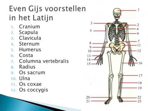 Video: Abdominale Botten Anatomie, Functie En Diagram - Lichaamskaarten