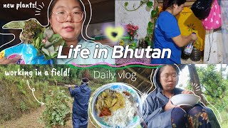 Daily vlog ~ life in Bhutan 🌿|| working in a field 😪 Brought new flower plant ☘️🌷