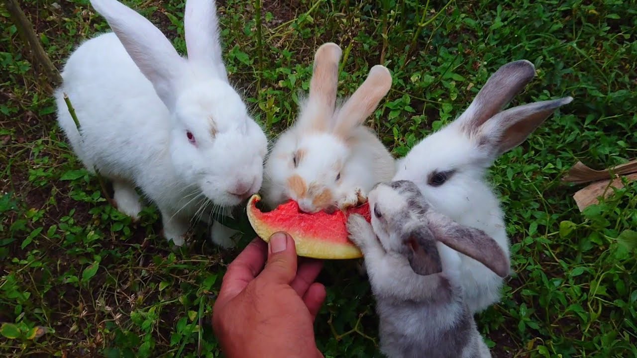 Cute toddler bunny eating asmr , cute and docile rabbit animal - YouTube