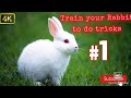 How to train a rabbit |To do tricks for for new born rabbit  in tamil trainning |Game on.