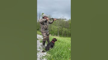 Duck dog training with a 15 week old pup!