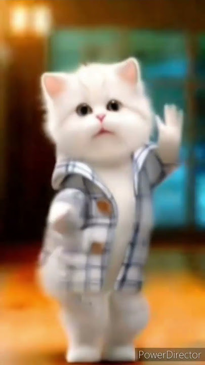 aa pacha pacha song///cute cat dance