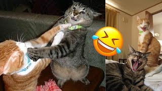 Funny Cat and Dogs🐱🐶- Cutest Cats and Dogs Video - Funny Animals 2024-New Funny Videos 2024😍 by Pets diary Diario de mascotas 281 views 1 month ago 4 minutes, 50 seconds