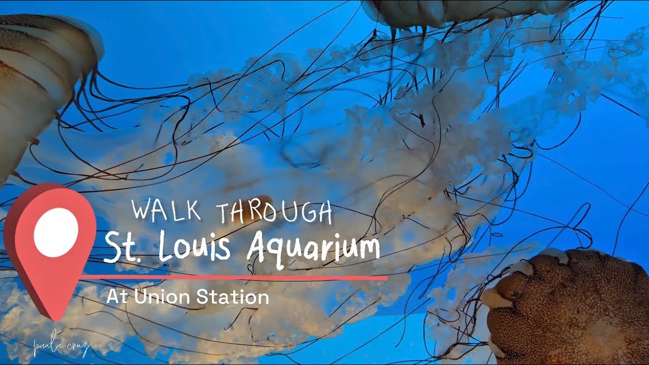 WALKTHROUGH ST. LOUIS AQUARIUM  at UNION STATION 🐠 || 📍ST. LOUIS, MISSOURI