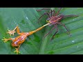 Frog jump out of water but was catched by Spider