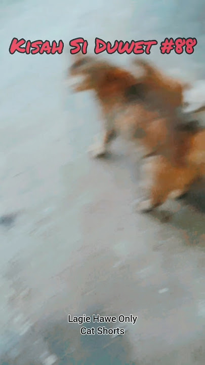 APAKAH EMAK SEPERTI INI BERMASALAH? | KSD #88 | #kucing #duwet #kisah