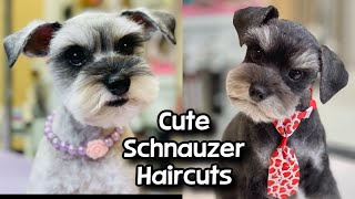 Cute Schnauzer Haircuts! Part 2. Dog Grooming Tips and Tricks.