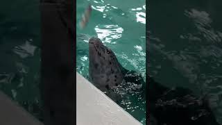 Artistic Swimming with the Seals