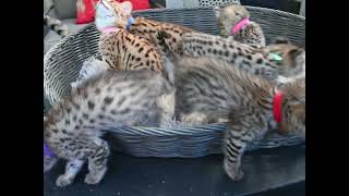 Savannah cat and kittens enjoying outdoors