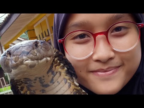 Viral, Puput Perempuan Cantik Asal Pongporang Ciamis Penakluk Reptil Berbis4