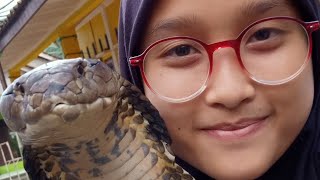 Viral, Puput Perempuan Cantik Asal Pongporang Ciamis Penakluk Reptil Berbis4